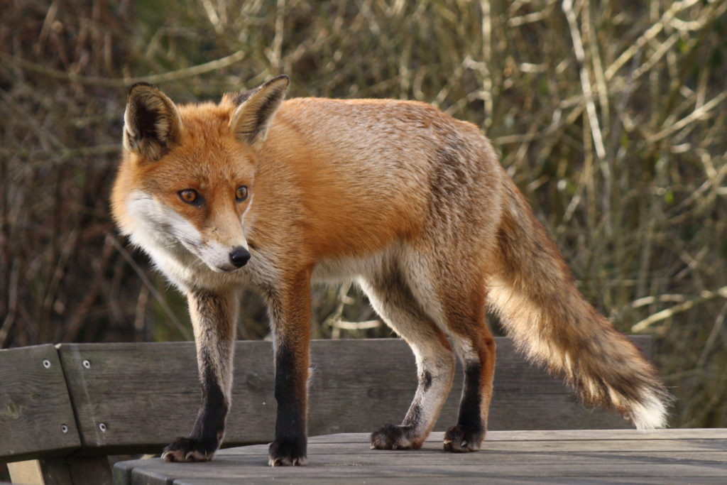 Rabid Fox Town Of Hamilton Ma